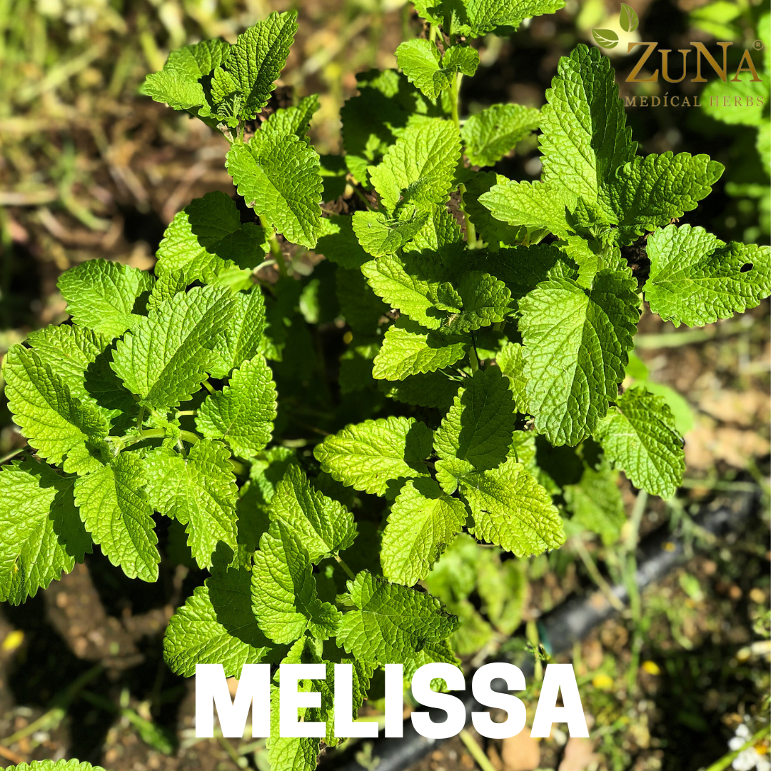 ZuNa Tisana 20gr - Melissa Officinalis